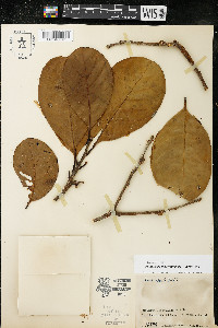 Pouteria belizensis image