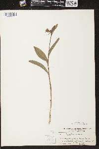 Cypripedium arietinum image