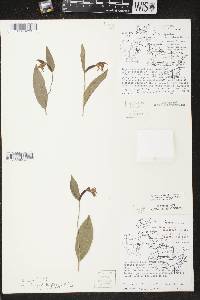 Cypripedium arietinum image