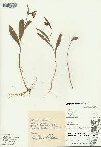 Cypripedium arietinum image
