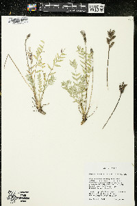 Oxytropis campestris var. johannensis image