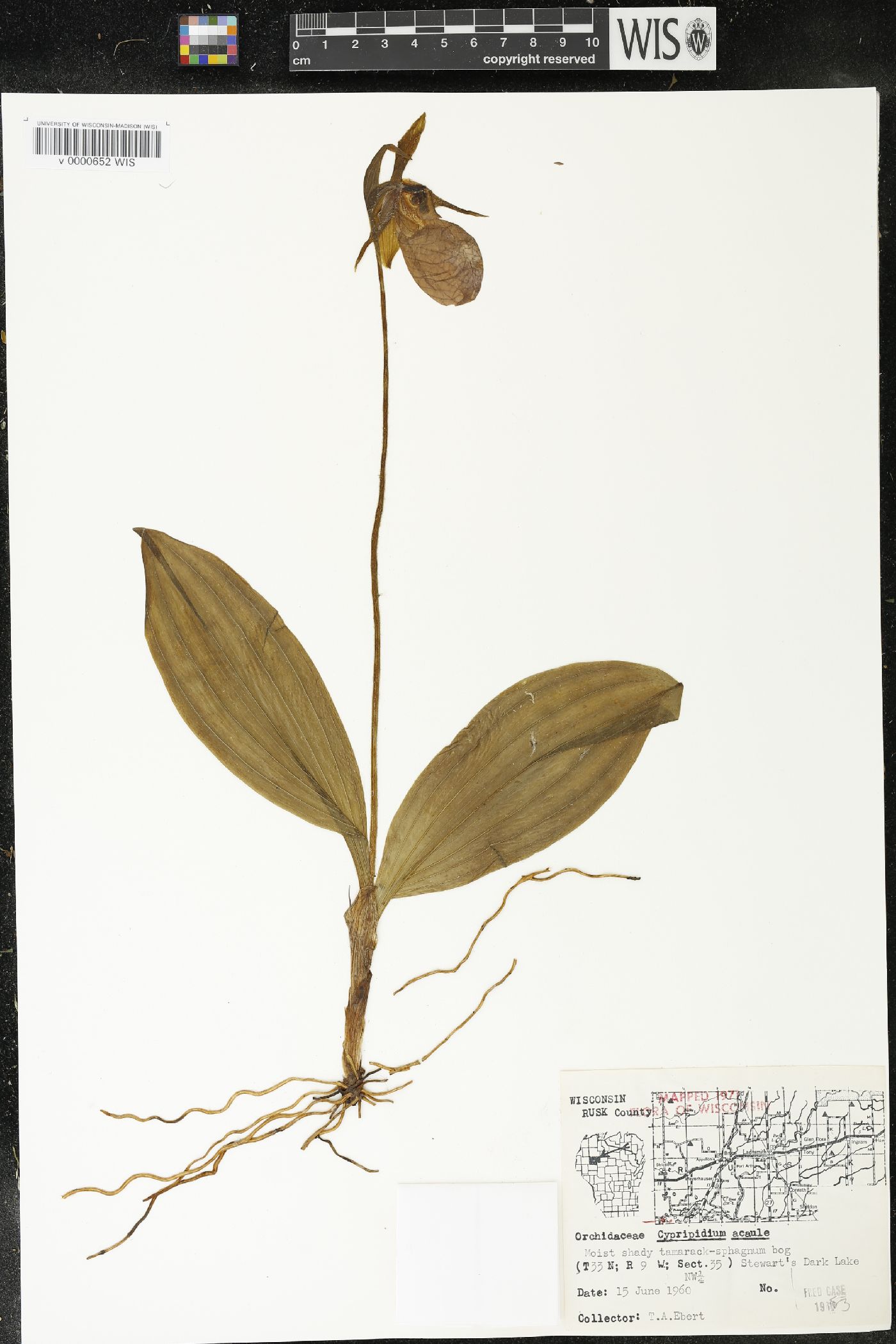 Cypripedium acaule image