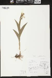 Cypripedium candidum image