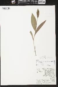 Cypripedium candidum image