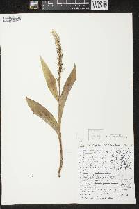 Platanthera flava var. herbiola image