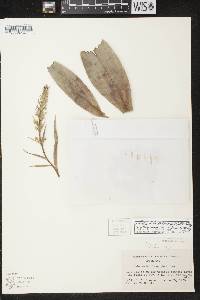 Platanthera flava image