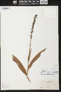 Platanthera flava var. herbiola image