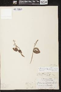 Listera auriculata image