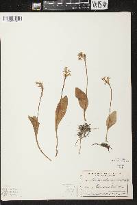 Amerorchis rotundifolia image