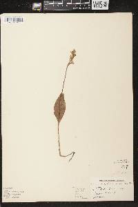 Amerorchis rotundifolia image