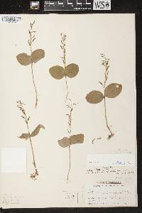 Listera convallarioides image