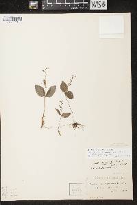 Listera auriculata image