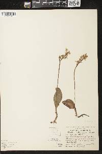 Amerorchis rotundifolia image