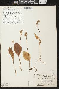 Amerorchis rotundifolia image