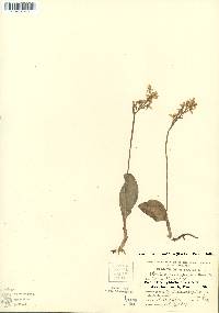 Amerorchis rotundifolia image