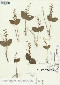 Listera auriculata image