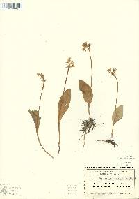 Amerorchis rotundifolia image