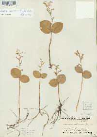 Listera convallarioides image