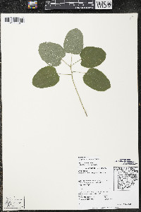 Smilax ecirrhata image