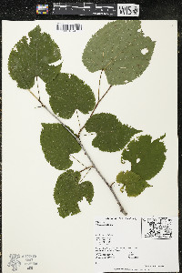 Tilia americana var. americana image