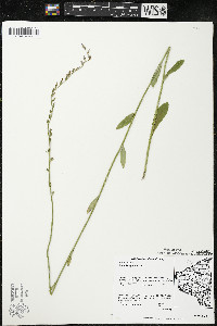 Lobelia spicata var. spicata image