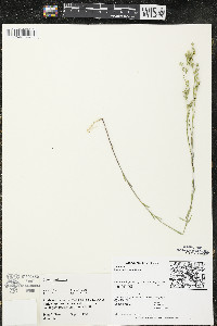 Linum sulcatum image