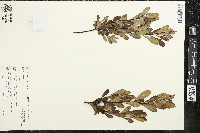 Myrica gale image