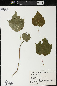 Acer spicatum image