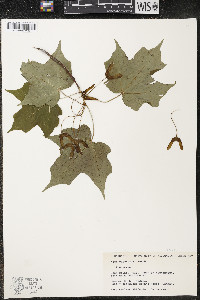 Acer nigrum image