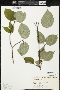 Cornus rugosa image