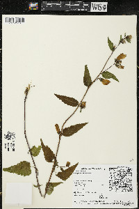 Campanula trachelium image