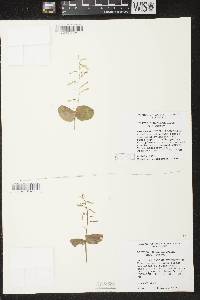Listera convallarioides image