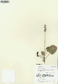 Pyrola minor image