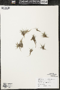 Eriocaulon aquaticum image