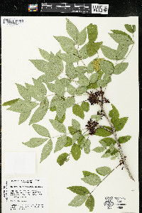 Zanthoxylum americanum image