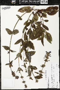 Penstemon procerus image