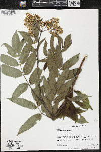 Sambucus cerulea image