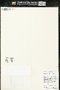 Vaccinium vitis-idaea subsp. minus image