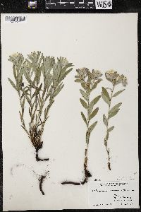 Lithospermum canescens image