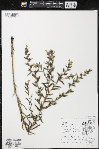 Lithospermum caroliniense image