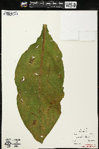 Symphytum officinale image