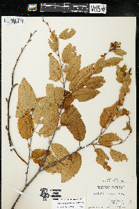 Betula alleghaniensis image