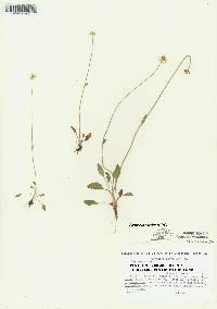 Parnassia palustris var. parviflora image