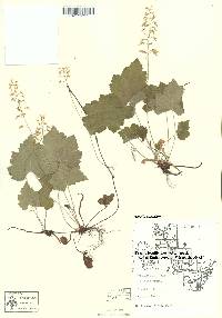 Tiarella cordifolia image