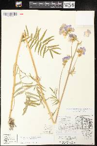 Polemonium occidentale image