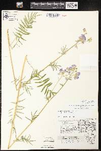 Polemonium occidentale image