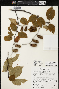 Betula alleghaniensis image