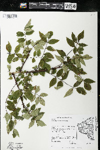 Zanthoxylum americanum image
