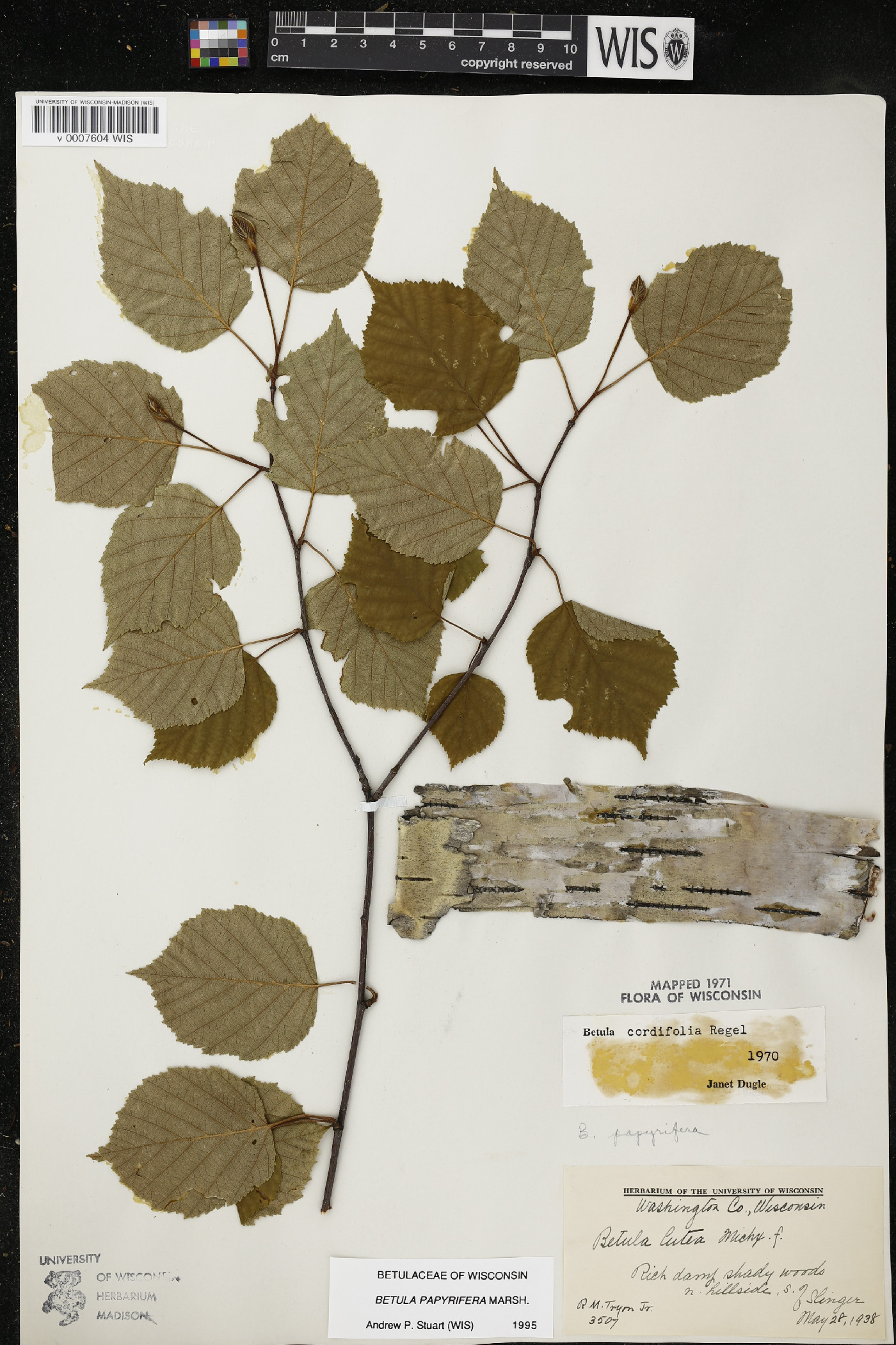 Betula cordifolia image