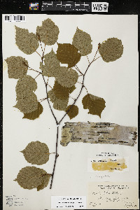 Betula cordifolia image